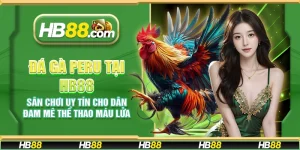 Đá gà Peru tại HB88 - Sân chơi uy tín cho dân đam mê thể thao máu lửa
