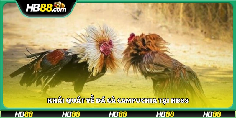 Tổng quan về đá gà Campuchia trên Hb88