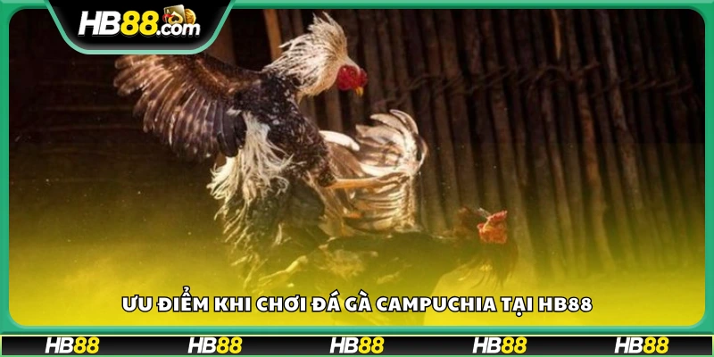 Ưu điểm khi chơi đá gà Campuchia